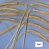 Click for 2 image(s) for this accession. Image