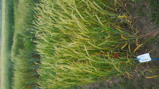 Click for 3 image(s) for this accession.