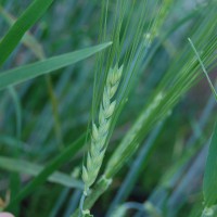 Click for 1 image(s) for this accession. Image