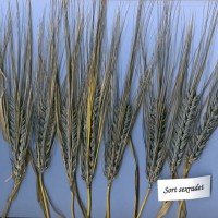 Click for 1 image(s) for this accession. Image