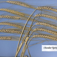 Click for 1 image(s) for this accession. Image