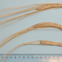 Click for 4 image(s) for this accession. Image