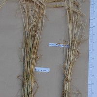 Click for 3 image(s) for this accession. Image