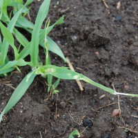 Click for 2 image(s) for this accession. Image