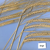 Click for 1 image(s) for this accession. Image