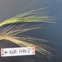 Click for 1 image(s) for this accession. Image