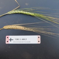 Click for 1 image(s) for this accession. Image