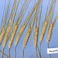 Click for 1 image(s) for this accession. Image