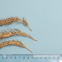 Click for 1 image(s) for this accession. Image