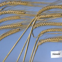 Click for 1 image(s) for this accession. Image