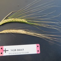 Click for 1 image(s) for this accession. Image