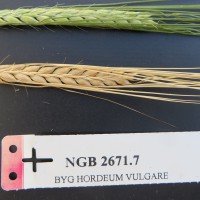 Click for 1 image(s) for this accession. Image