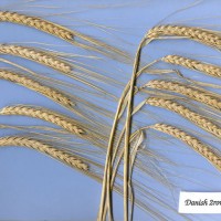 Click for 1 image(s) for this accession. Image