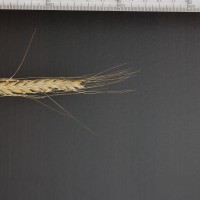 Click for 2 image(s) for this accession. Image