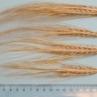 Click for 5 image(s) for this accession. Image