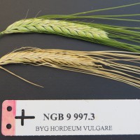 Click for 1 image(s) for this accession. Image