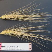 Click for 1 image(s) for this accession. Image