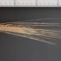 Click for 3 image(s) for this accession. Image