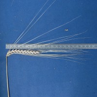 Click for 1 image(s) for this accession. Image