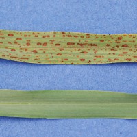 Click for 7 image(s) for this accession. Image