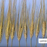 Click for 1 image(s) for this accession. Image