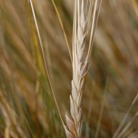 Click for 1 image(s) for this accession. Image