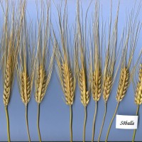 Click for 1 image(s) for this accession. Image