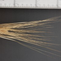 Click for 2 image(s) for this accession. Image