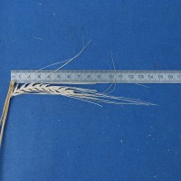 Click for 8 image(s) for this accession. Image