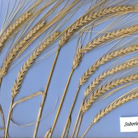 Click for 2 image(s) for this accession. Image