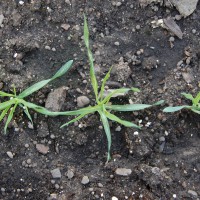 Click for 8 image(s) for this accession. Image