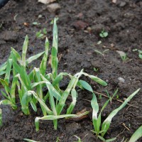 Click for 2 image(s) for this accession. Image