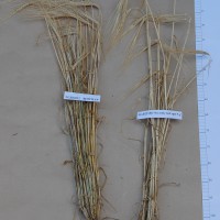 Click for 3 image(s) for this accession. Image