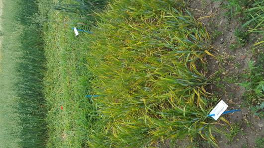 Click for 3 image(s) for this accession.