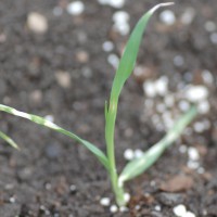 Click for 7 image(s) for this accession. Image