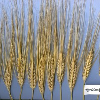 Click for 1 image(s) for this accession. Image