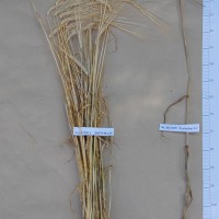 Click for 4 image(s) for this accession. Image