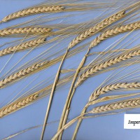 Click for 1 image(s) for this accession. Image