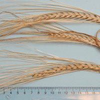 Click for 1 image(s) for this accession. Image