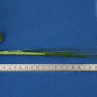 Click for 4 image(s) for this accession. Image