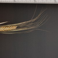 Click for 2 image(s) for this accession. Image