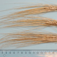 Click for 1 image(s) for this accession. Image