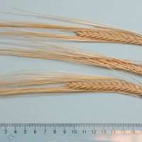 Click for 1 image(s) for this accession. Image