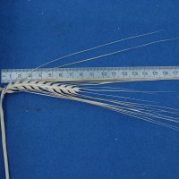 Click for 3 image(s) for this accession. Image