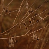 Click for 3 image(s) for this accession. Image