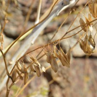 Click for 1 image(s) for this accession. Image