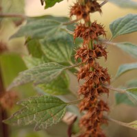 Click for 1 image(s) for this accession. Image