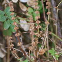 Click for 2 image(s) for this accession. Image