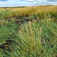 Click for 2 image(s) for this accession. Image