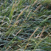 Click for 2 image(s) for this accession. Image